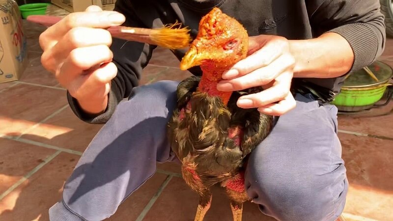 Thuốc đá gà Maxwin