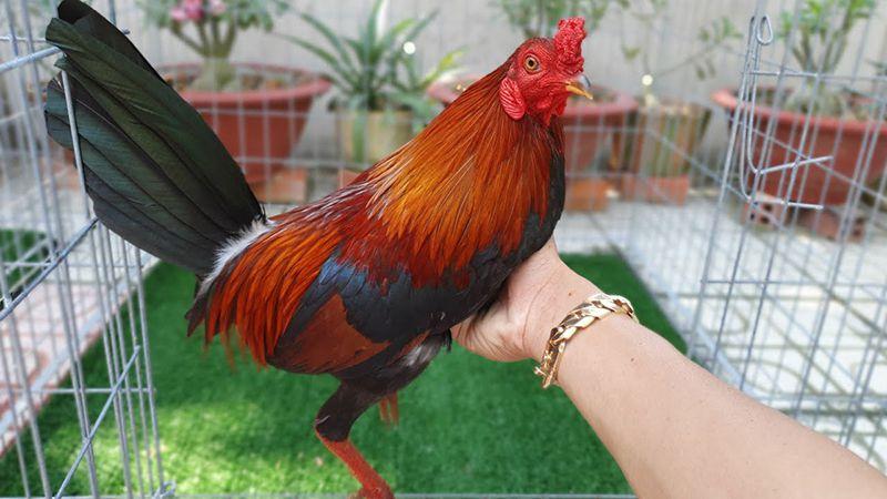 Hình thức đá gà cựa tròn đang rất phổ biến trên thị trường