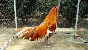80 màu mạng gà đá là gì?