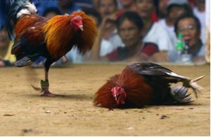 Điểm yếu còn tồn tại ở đá gà 68