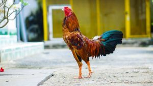 Kiểm tra sức khỏe định kì cho gà trống đá