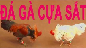 Đá gà cựa sắt miền Tây - khám phá bí ẩn thú vị