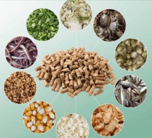 Thức ăn chính là yếu tố quyết định trong việc nuôi gà đá