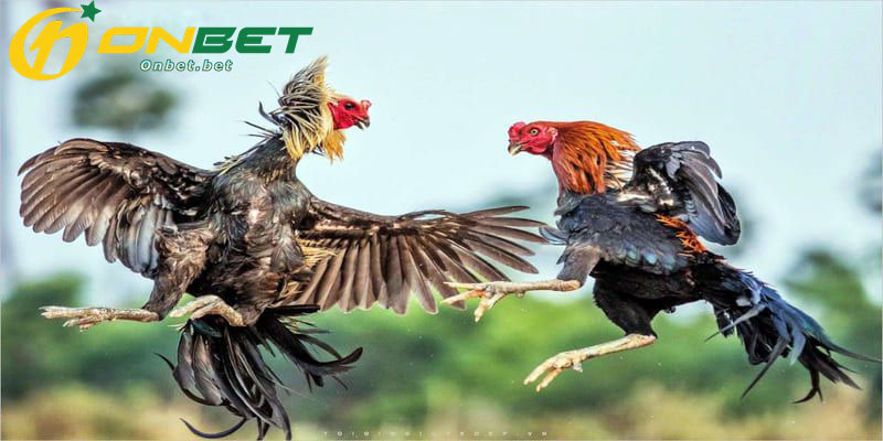 Cách chơi Game đá gà Onbet vô cùng đơn giản