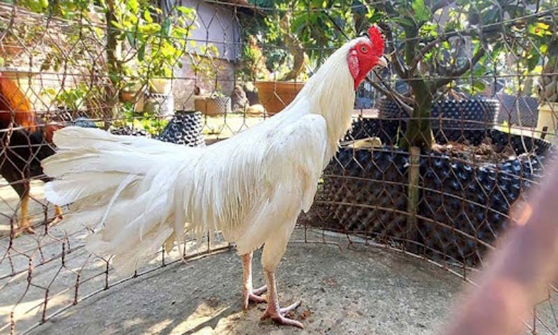Các màu mạng mà anh em sư kê không nên bỏ lỡ