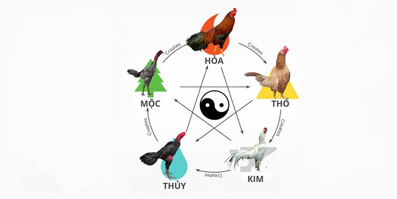 Vì sao nên xem màu mạng gà đá theo ngày?