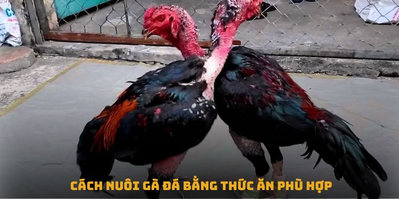 Cách nuôi gà đá bằng thức ăn phù hợp