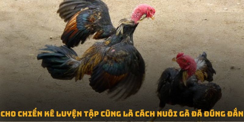 Cho chiến kê luyện tập cũng là cách nuôi gà đá đúng đắn