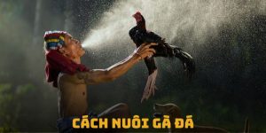 Cách nuôi gà đá