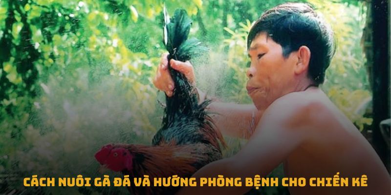 Cách nuôi gà đá và hướng phòng bệnh cho chiến kê