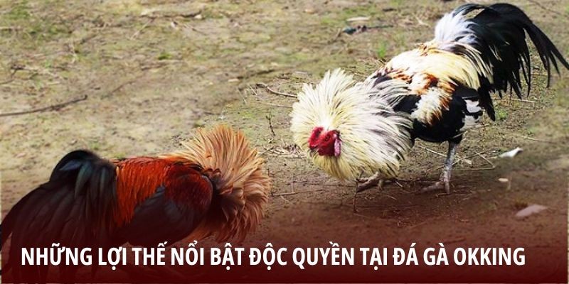 Những lợi thế nổi bật độc quyền tại đá gà OKKING