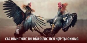 Các hình thức thi đấu được tích hợp tại OKKING